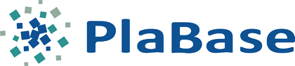 plabase-logo
